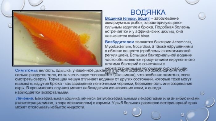 Водянка у рыб