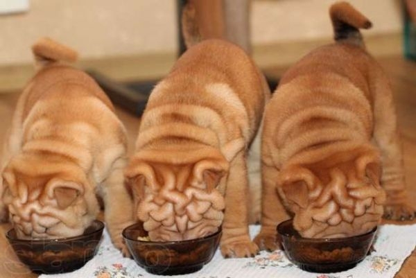 чем кормить щенка шарпея