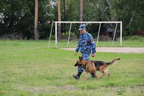 окд для собак
