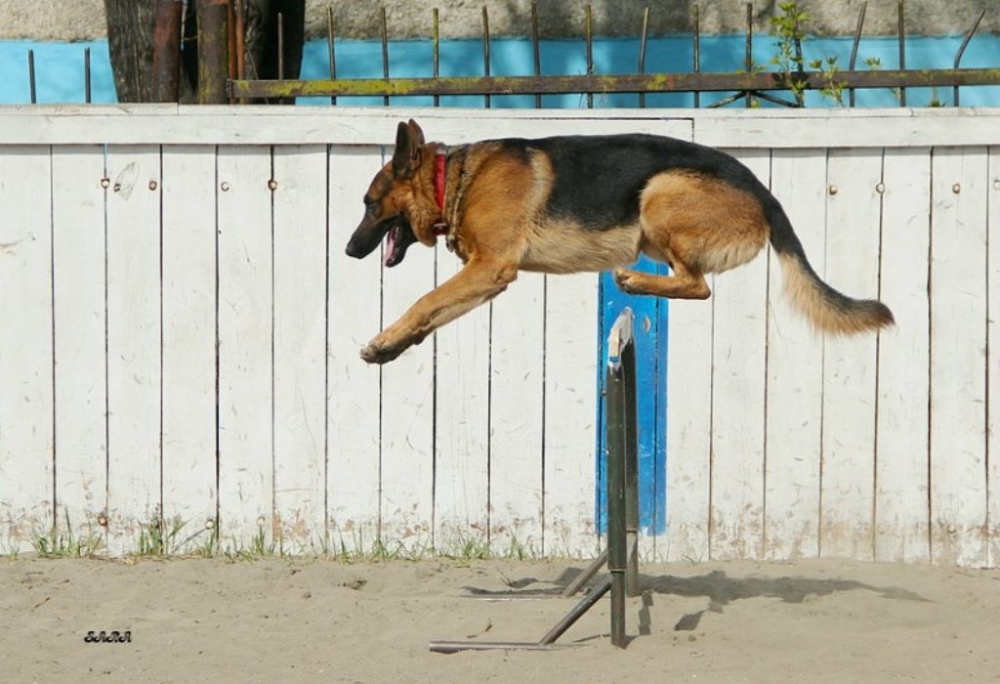 что такое окд для собак