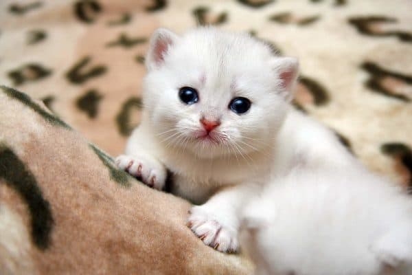 рахит у котенка симптомы