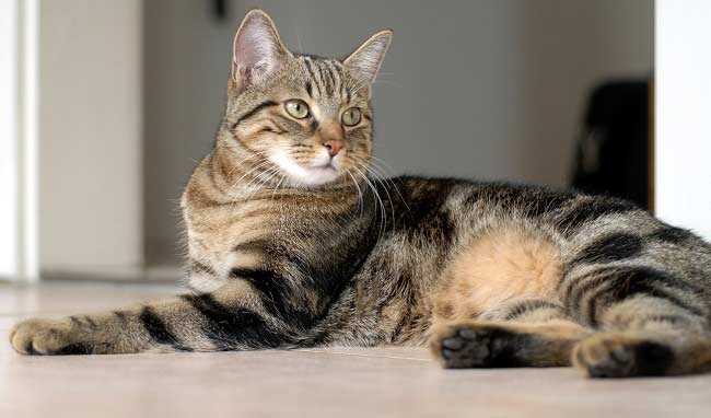 рахит у котенка симптомы