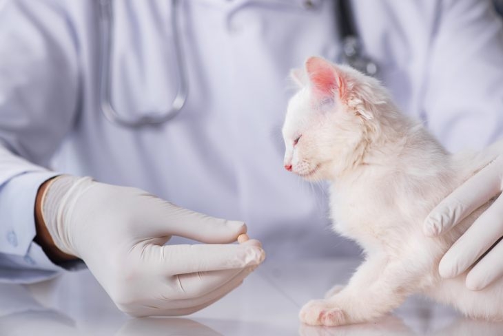 рахит у котенка симптомы