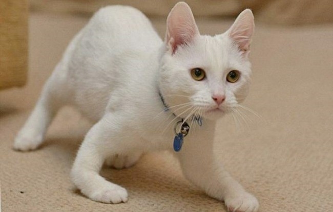 рахит у котят