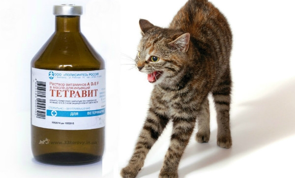 рахит у котят