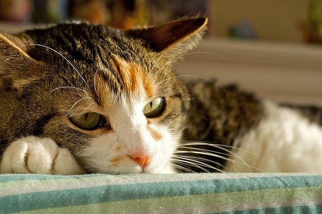 рахит у котят