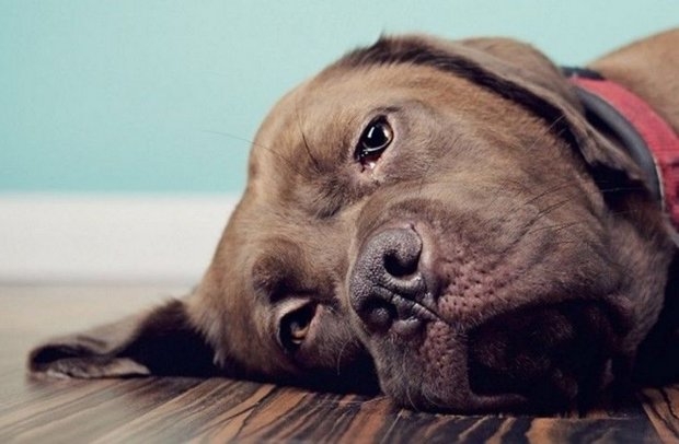 рвота у собаки коричневого цвета