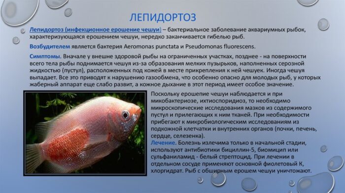 Что такое лепидортоз