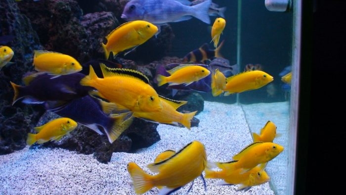 yellow рыбка