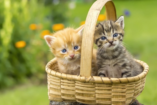 Как определить пол котёнка: кот или кошка