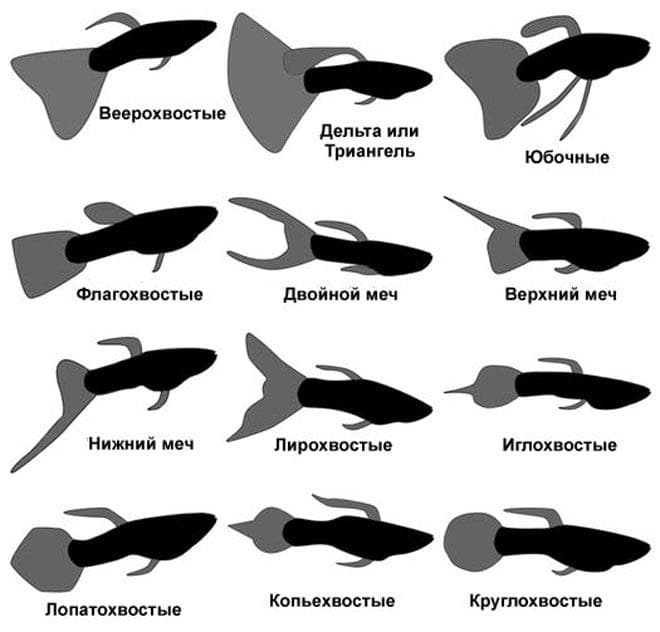 Виды гуппи по форме хвоста