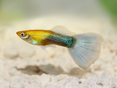 Гуппи обыкновенная или Гуппи простая (Poecilia reticulata)