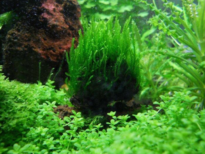 Фото мха пламя в аквариуме