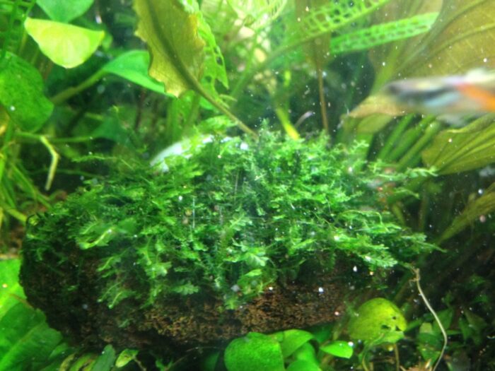 Plagiochila integerrima