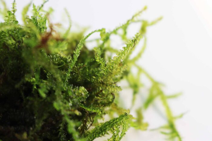 Taxiphyllum alternans