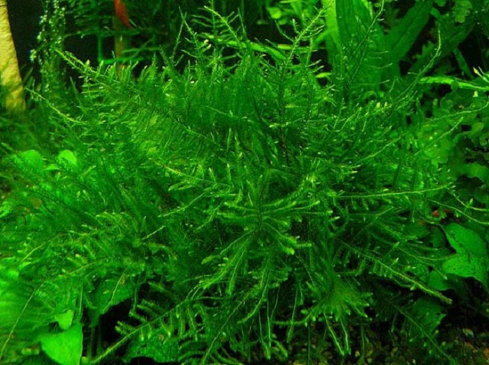 Taxiphyllum sp. — один из популярных аквариумных мхов с высокими декоративными свойствами