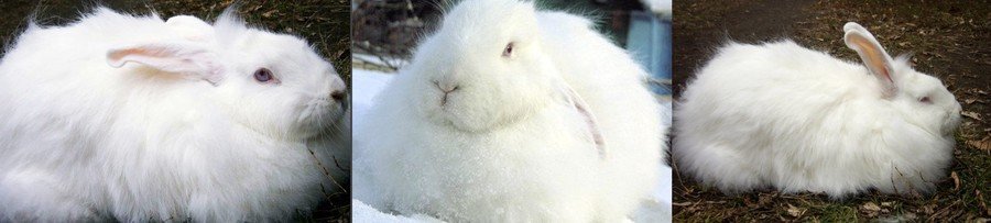 Породы кроликов с фотографиями и названиями Породы кроликов с фотографиями и названиями