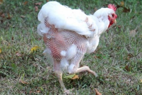 Линька у курицы