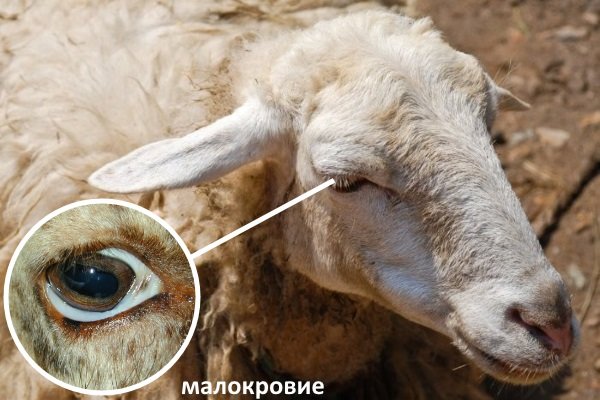 Овца с малокровием