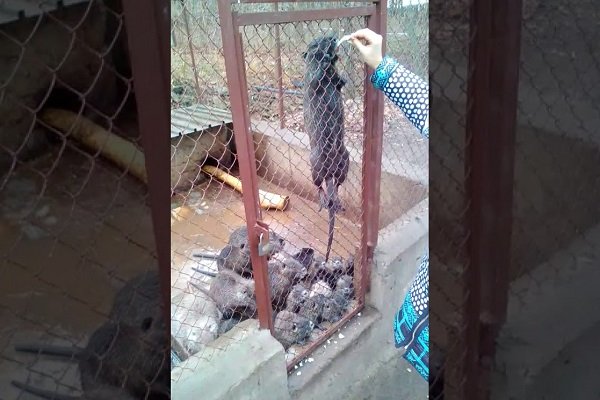 Групповой вольер для нутрий