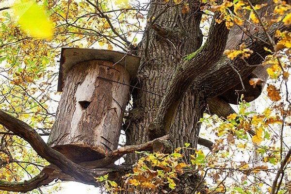 Бортевое пчеловодство
