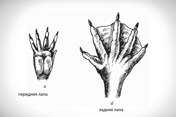 Лапы нутрии