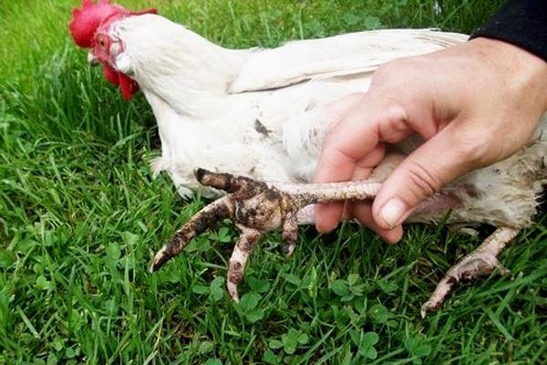 Припухлые лапы