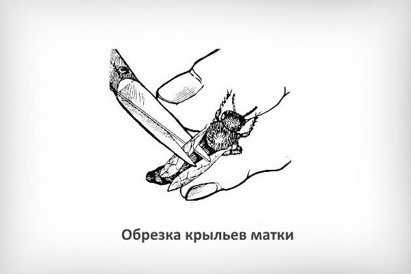 Обрезка крыльев матки