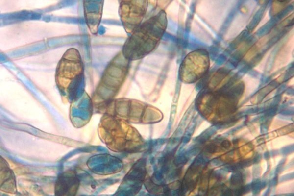 Бактерия Nosema apis