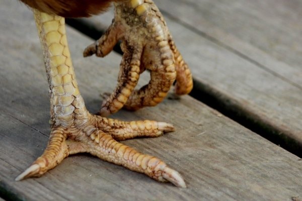 Курчавые пальцы у кур
