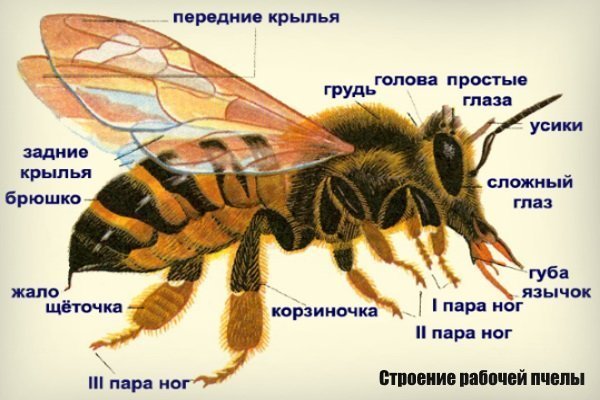 Строение рабочей пчелы