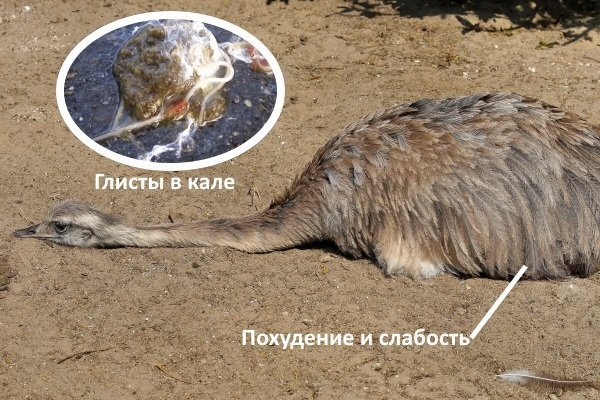 Глисты у страуса