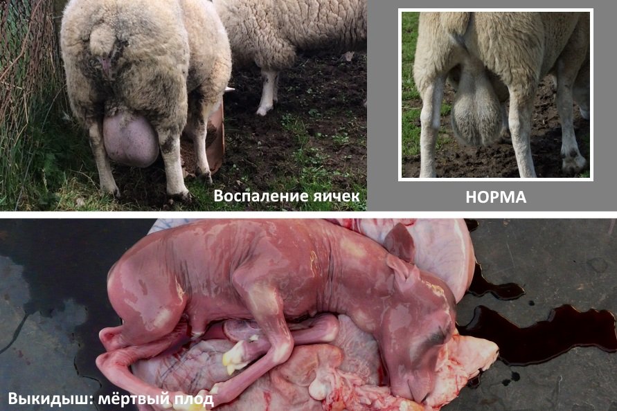 Бруцеллез у овец: воспаление яичек у самца, выкидыш у самки