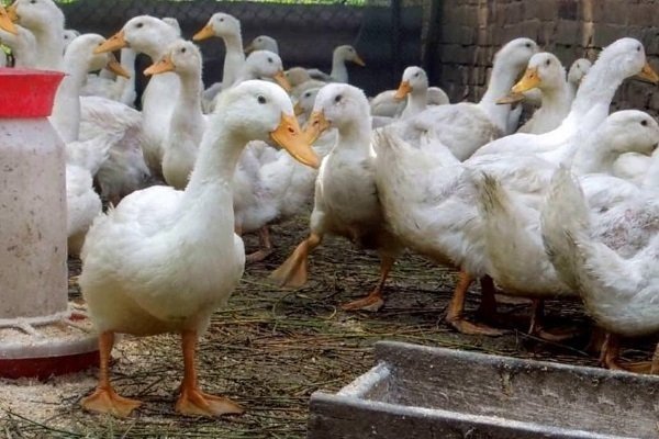 Питание утки Стар 53