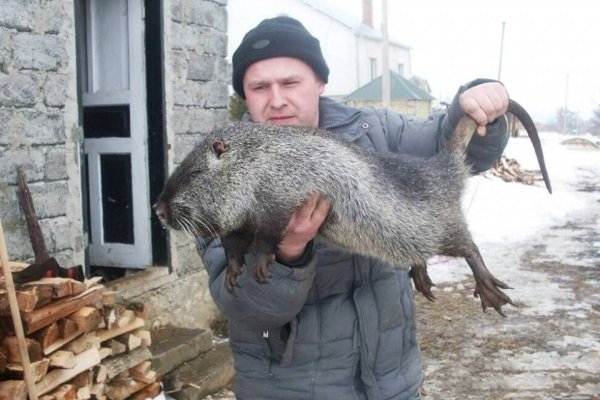 Телосложение