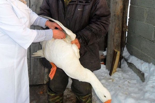 Вакцинация гуся