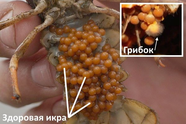 Грибковая инфекция раковой икры