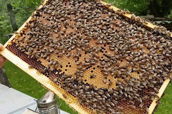 Леток с пчелами