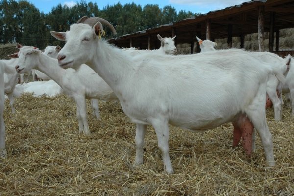 Зааненские козы
