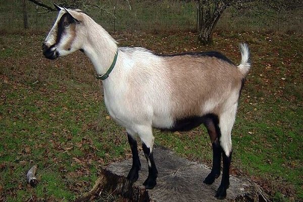 Альпийская молочная