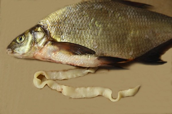Лентец широкий