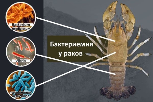 Бактериемия у ракообразных