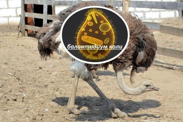 Паразитический энтерит