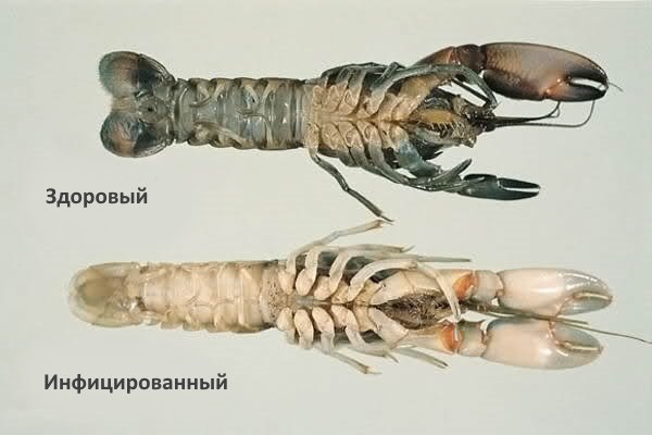 Микроспоридиоз у ракообразных