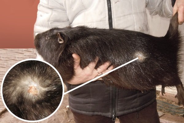 Стригущий лишай у нутрии