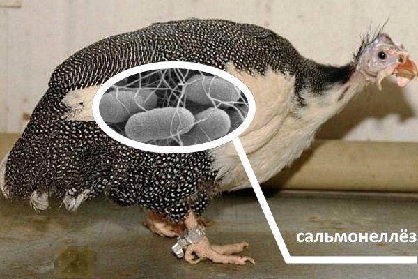 Сальмонеллез