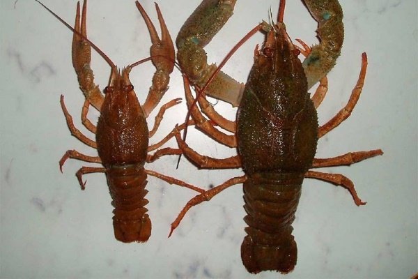 Самка и самец рака