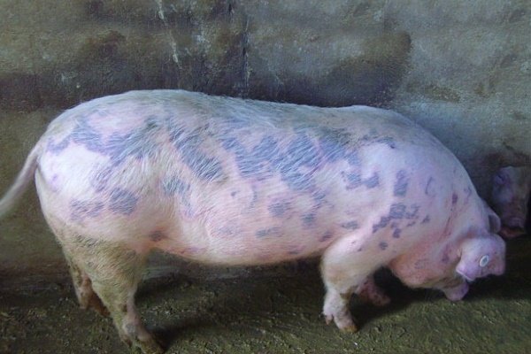 Рожа у свиньи