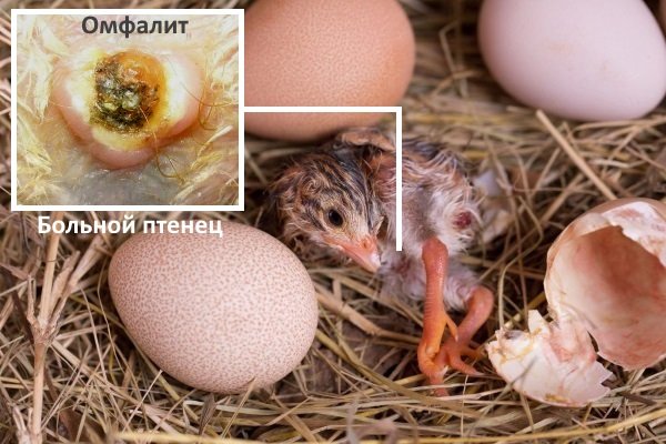 Омфалит у цесарёнка