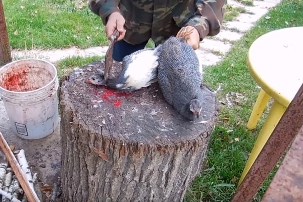 Убой цесарки